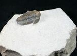 Tan Gerastos Trilobite From Foum Zguid - #10650-1